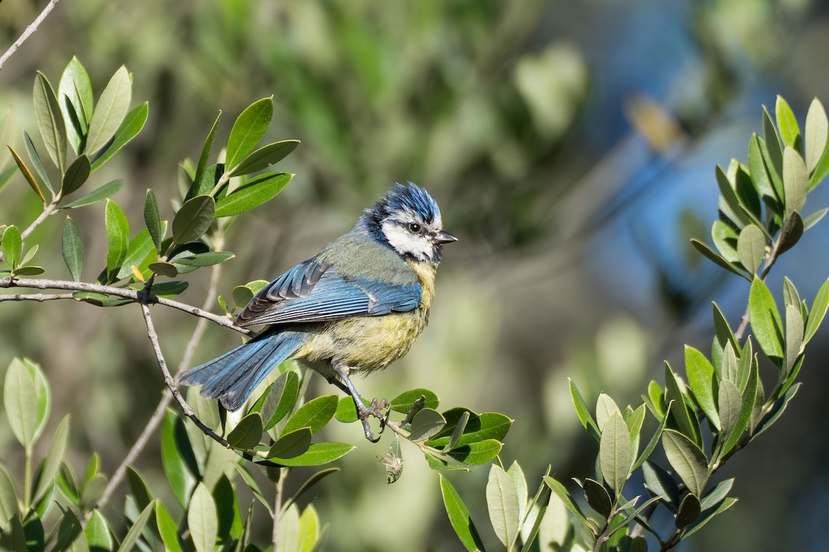 Eurasian Blue Tit - ML623906473