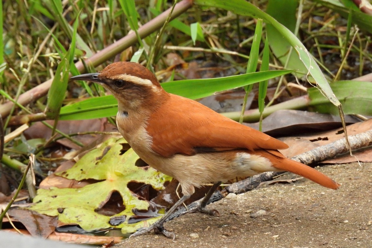 Wing-banded Hornero - ML623906477