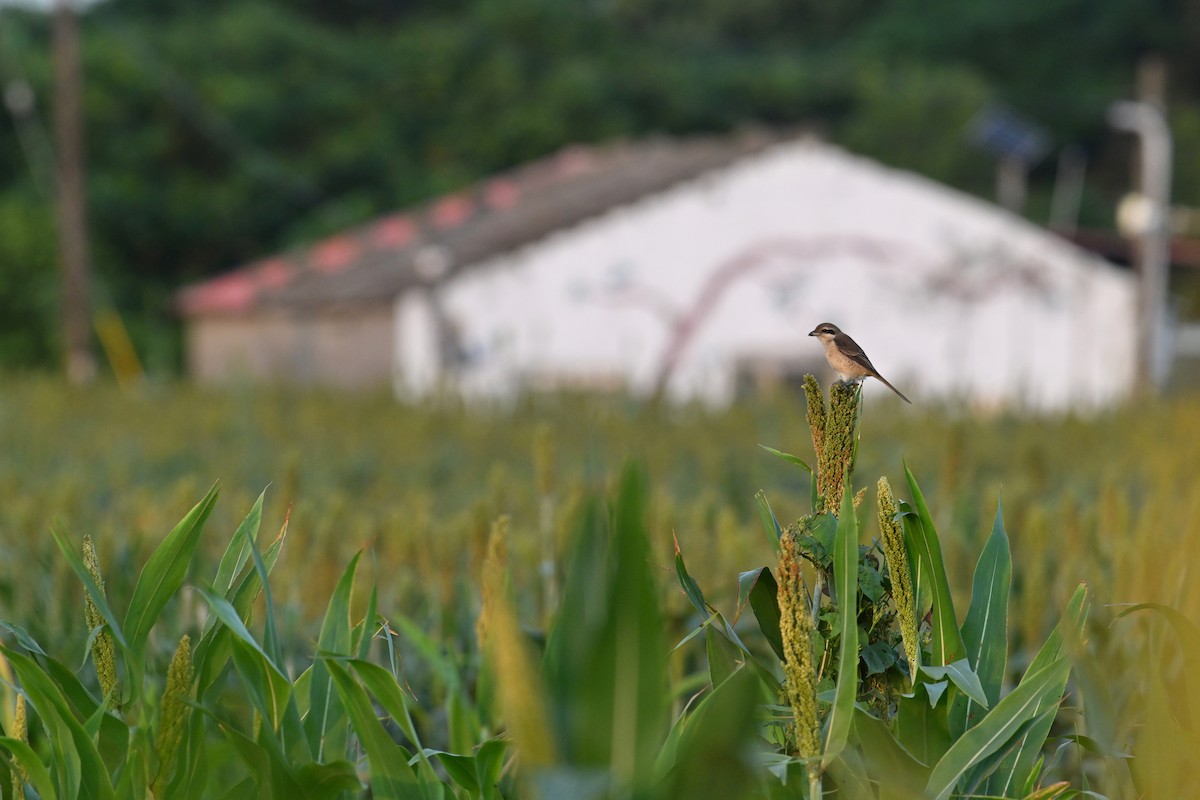 Brown Shrike - Ting-Wei (廷維) HUNG (洪)