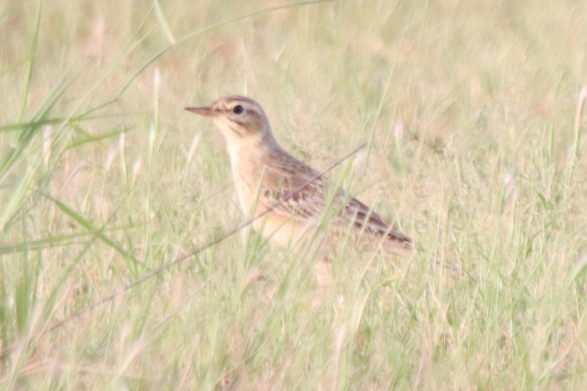 Tawny Pipit - Ajay Sarvagnam