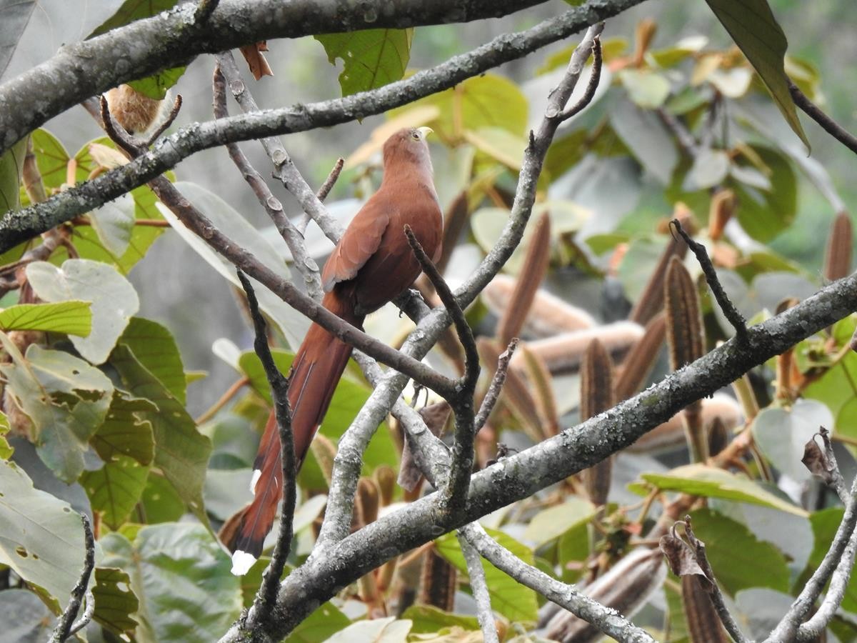 Cuco Ardilla Común - ML623906532