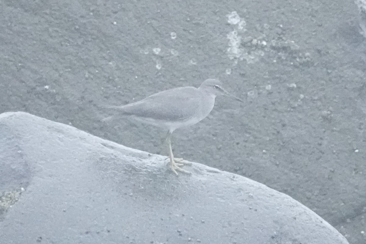 Wandering Tattler - ML623906539