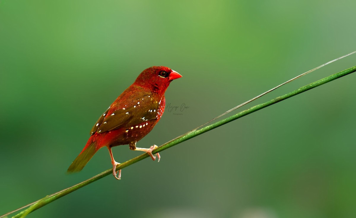 Red Avadavat - ML623906553