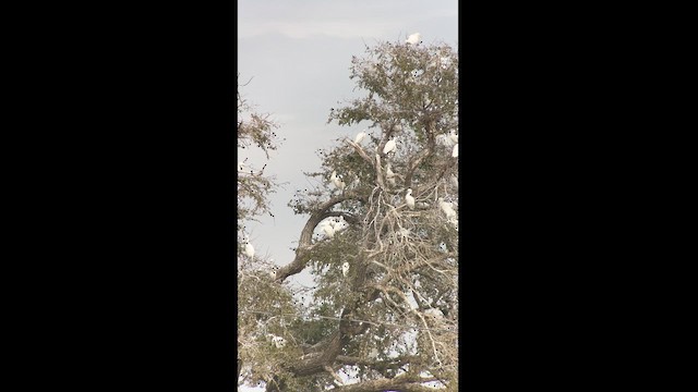 Western Cattle Egret - ML623906573