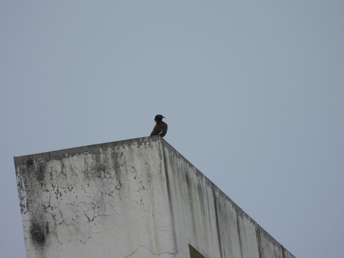 Common Myna - ML623906587