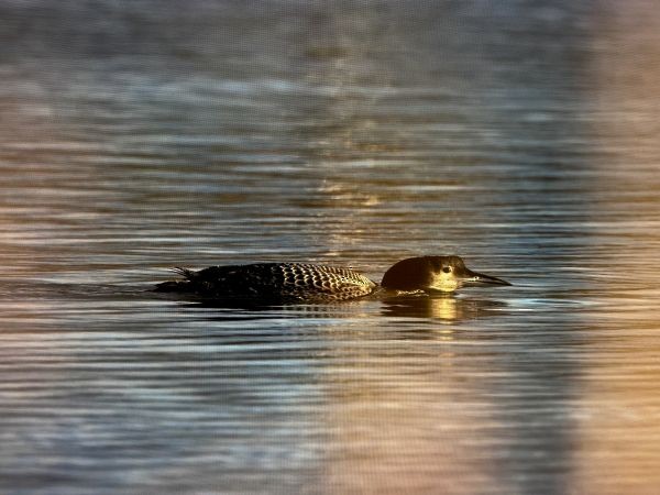 Common Loon - ML623906591