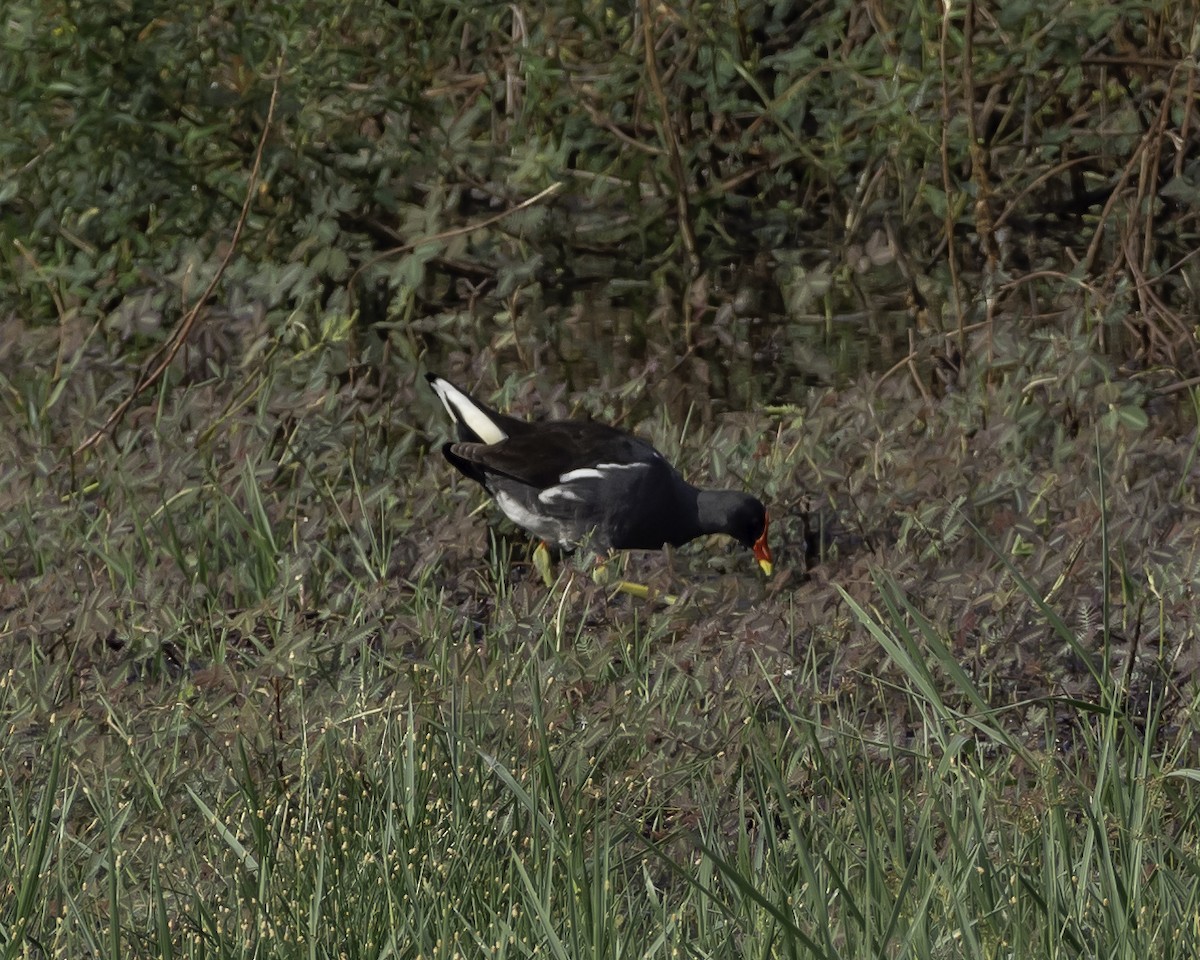 Eurasian Moorhen - ML623906600