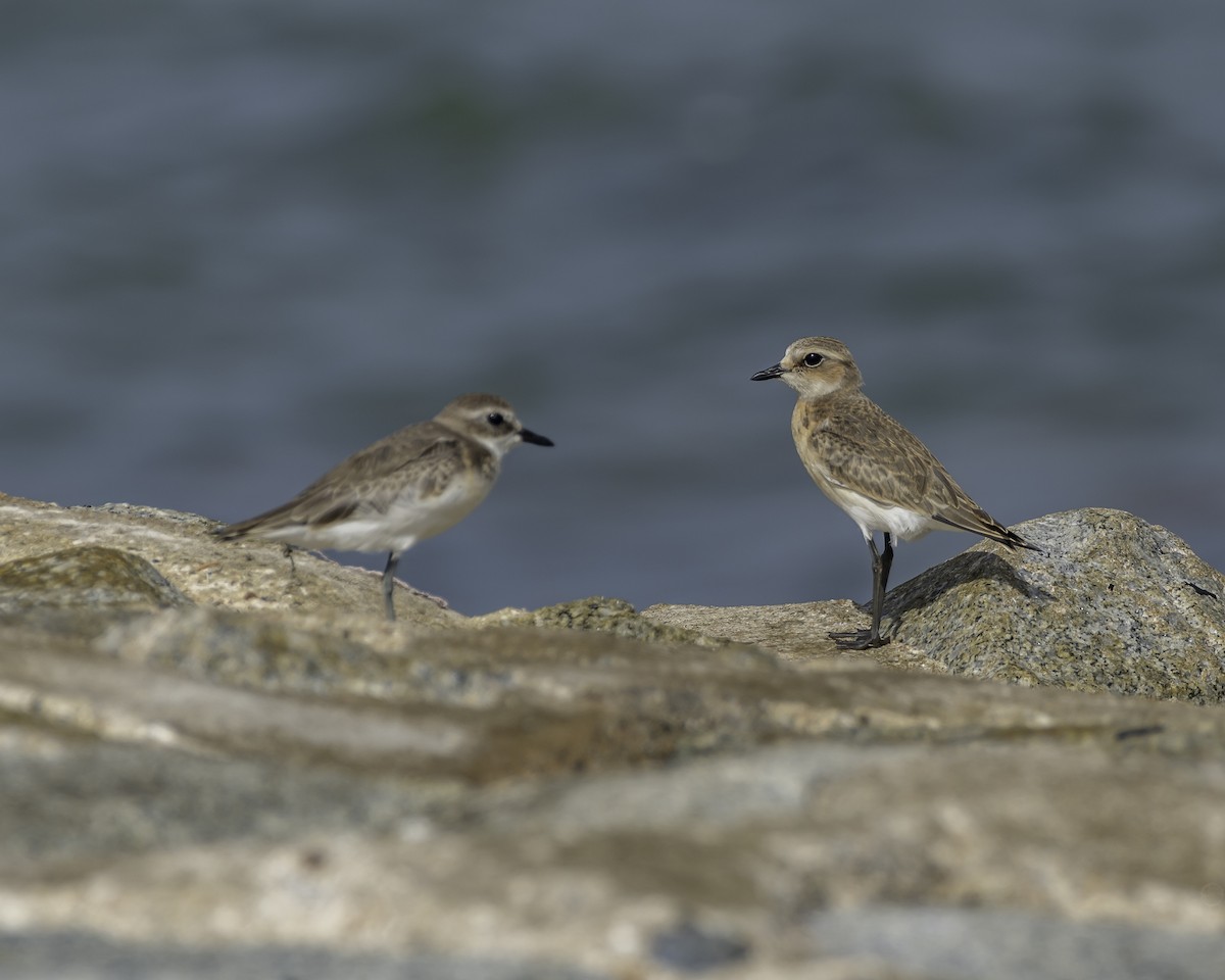 Tibetan Sand-Plover - ML623906610