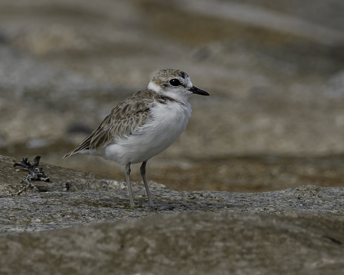 Malaysian Plover - ML623906613