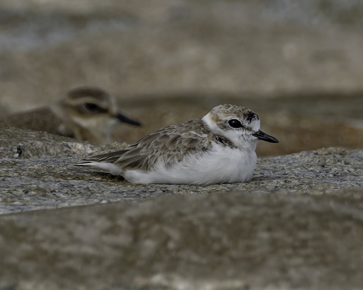 Malaysian Plover - ML623906614