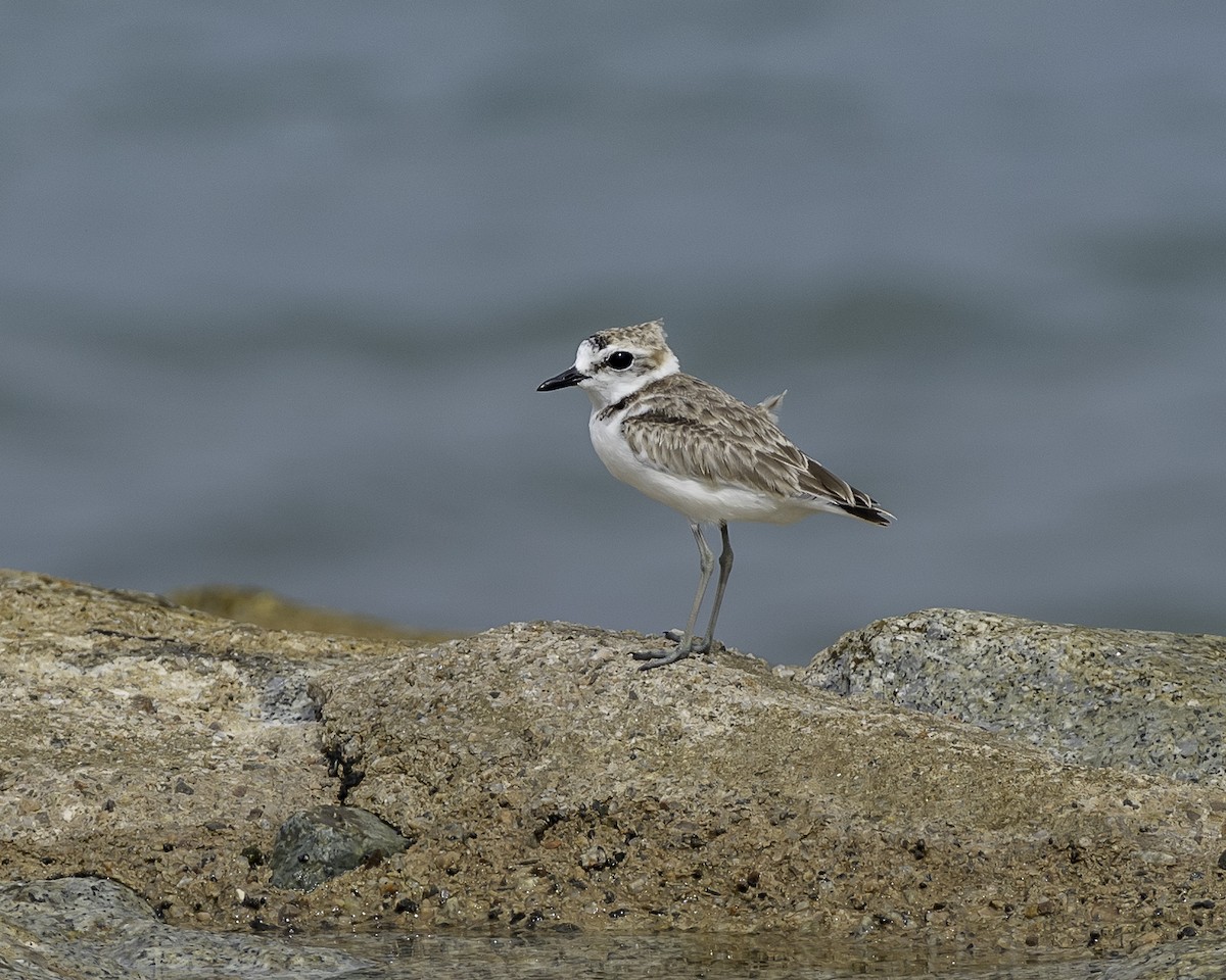 Malaysian Plover - ML623906615