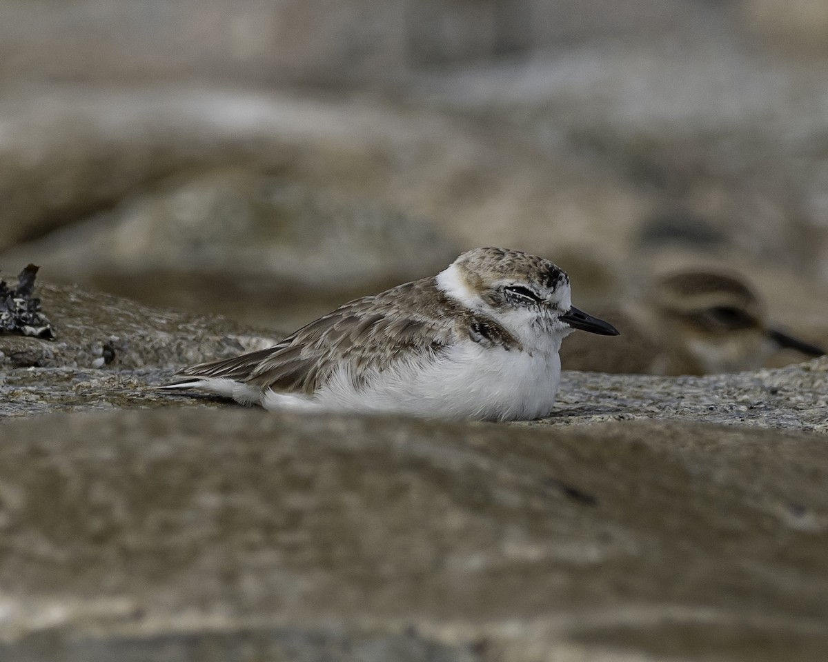 Malaysian Plover - ML623906616