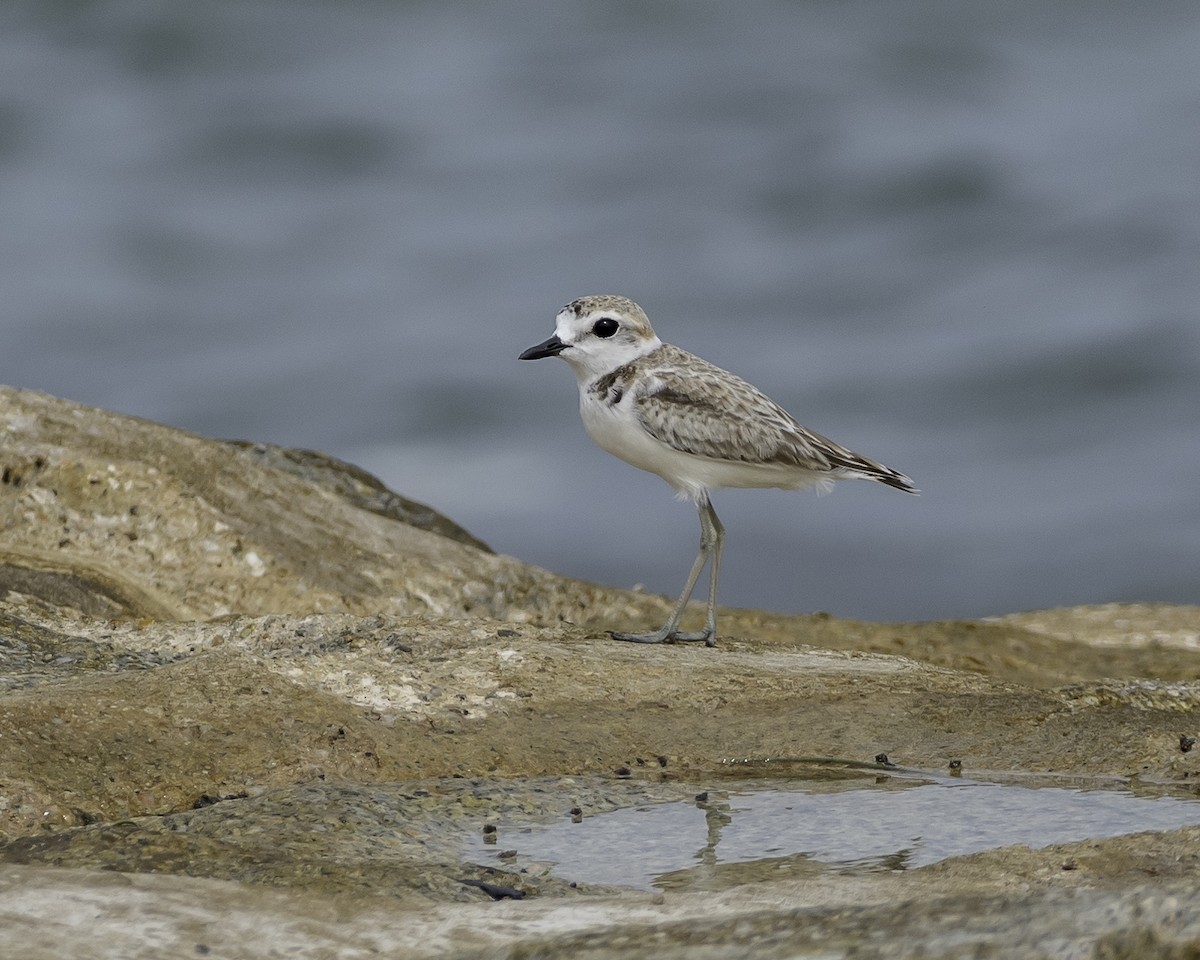 Malaysian Plover - ML623906617