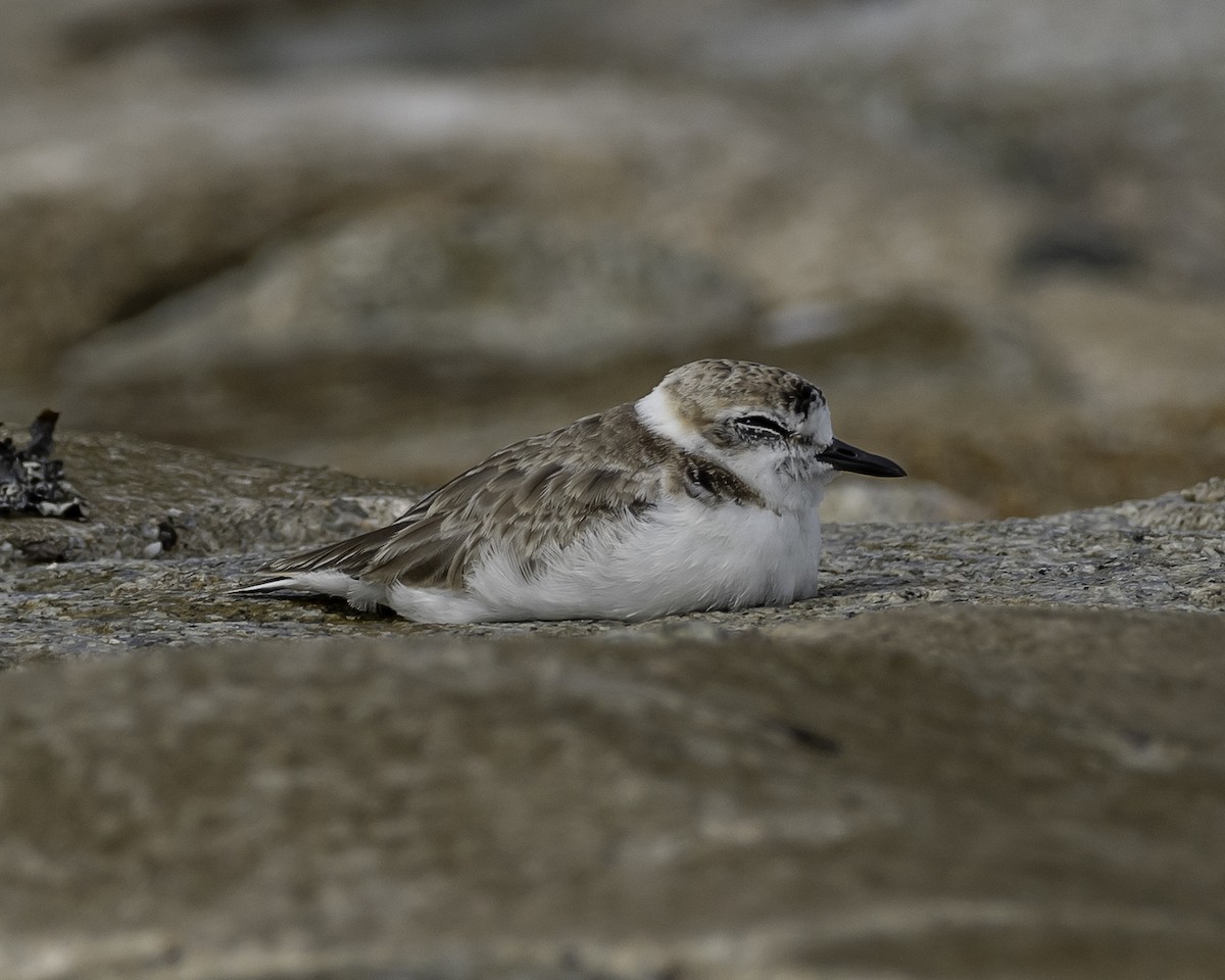 Malaysian Plover - ML623906618