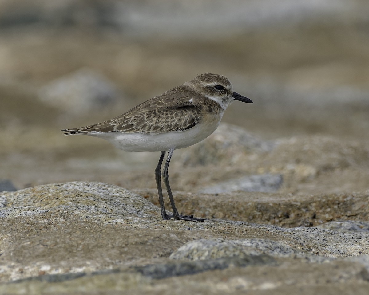 Tibetan Sand-Plover - ML623906624