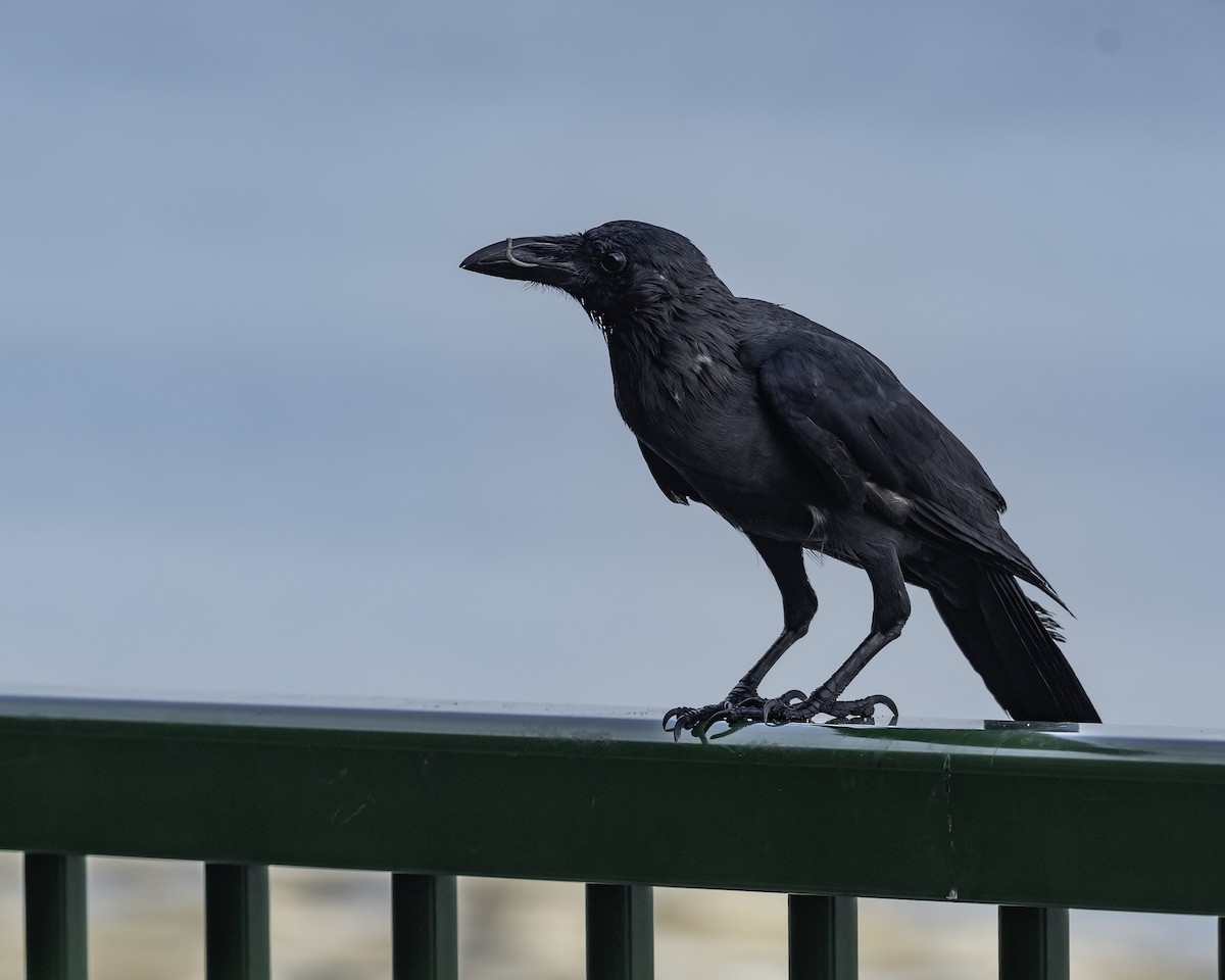 Large-billed Crow - ML623906628