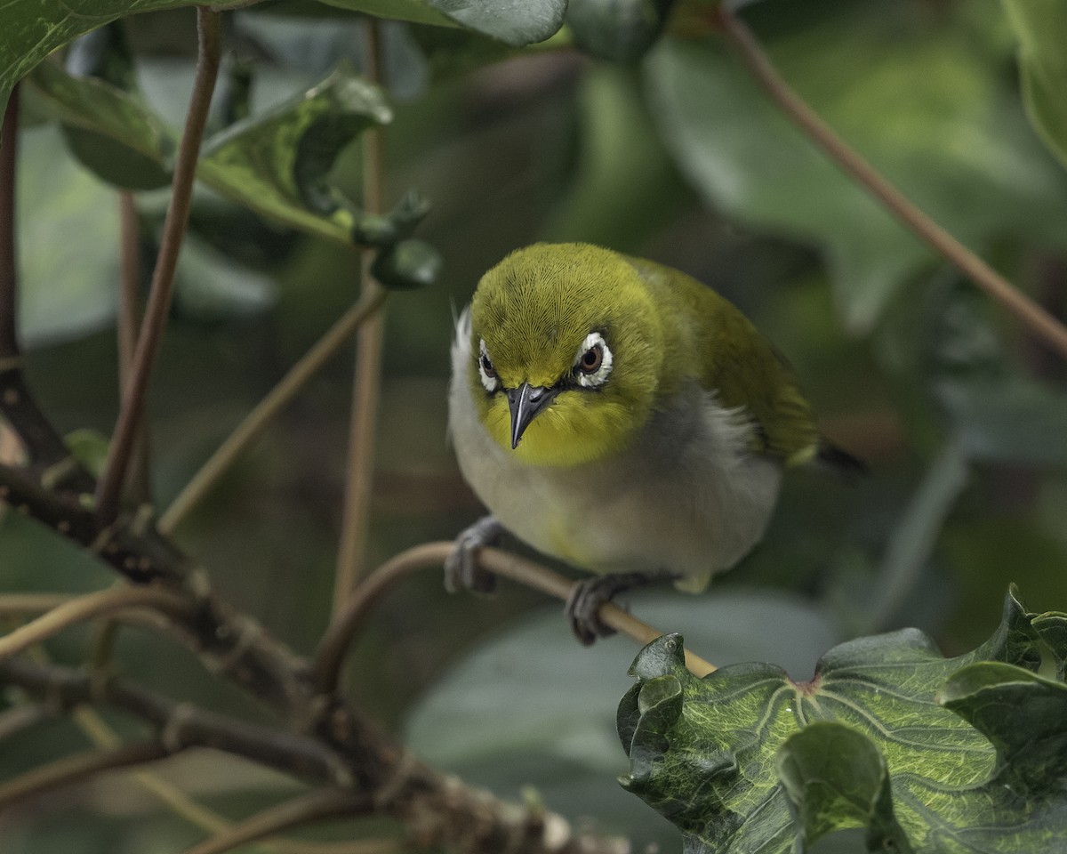 Swinhoe's White-eye - ML623906634