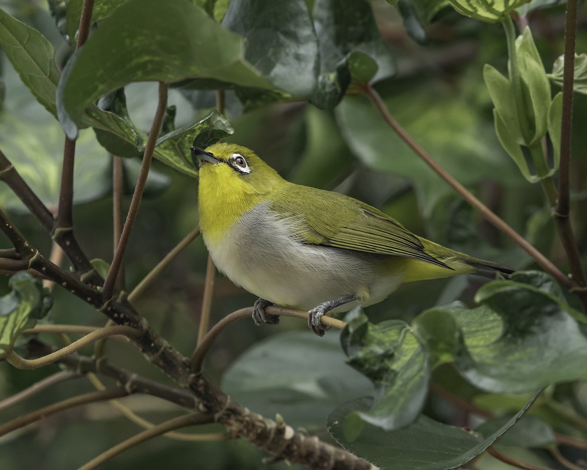 Swinhoe's White-eye - ML623906635