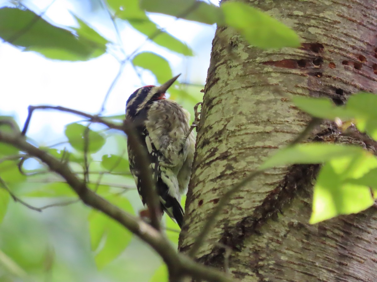 Yellow-bellied Sapsucker - Kim Springer