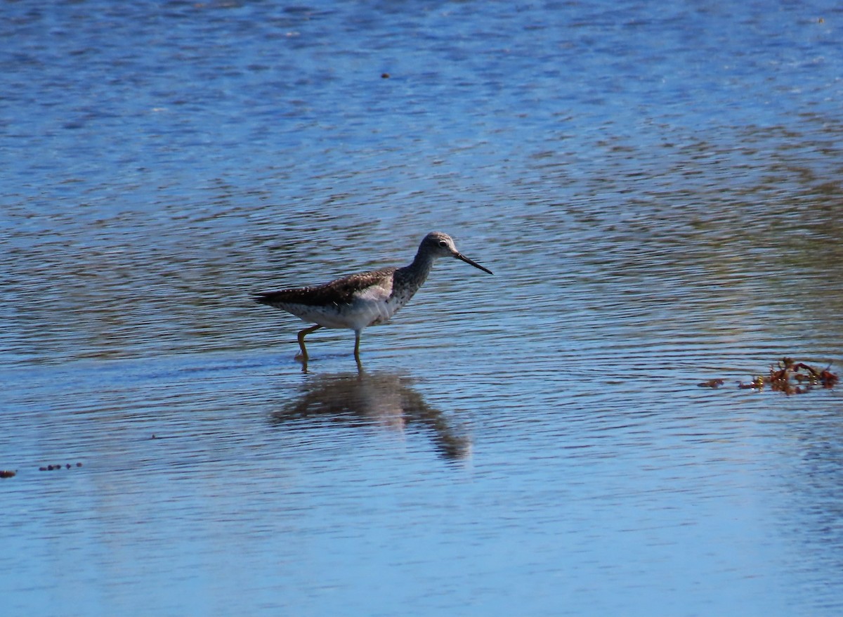 Greater Yellowlegs - ML623906654