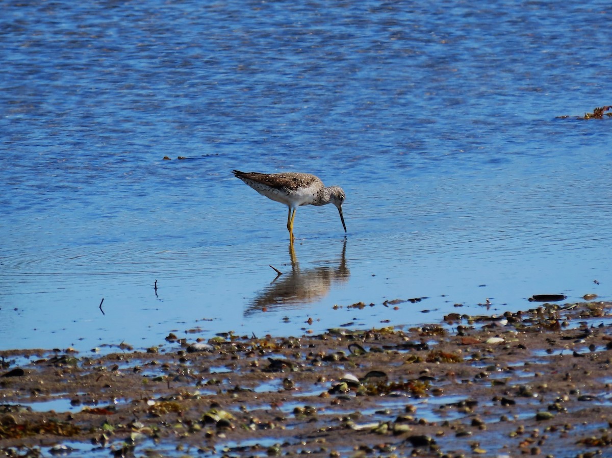 Greater Yellowlegs - ML623906655