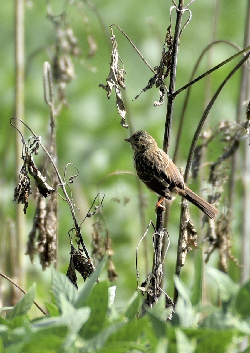 Song Sparrow - ML623906681