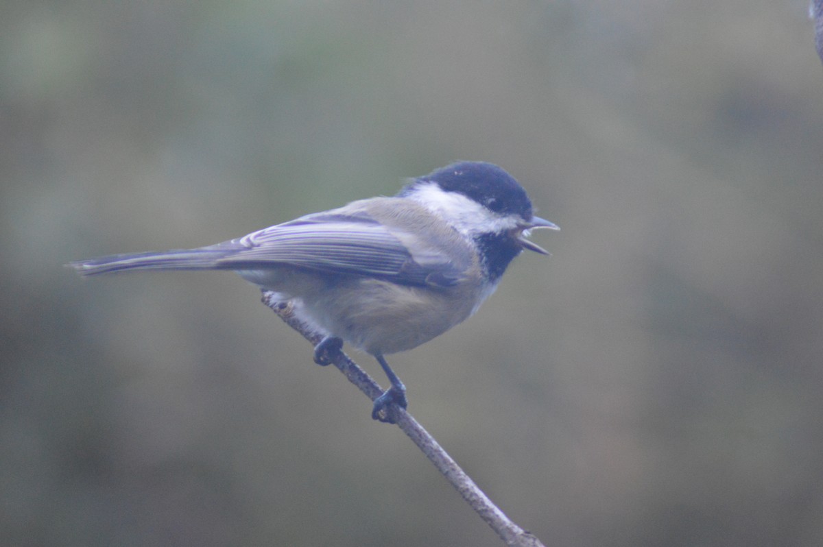 Black-capped Chickadee - ML623906683