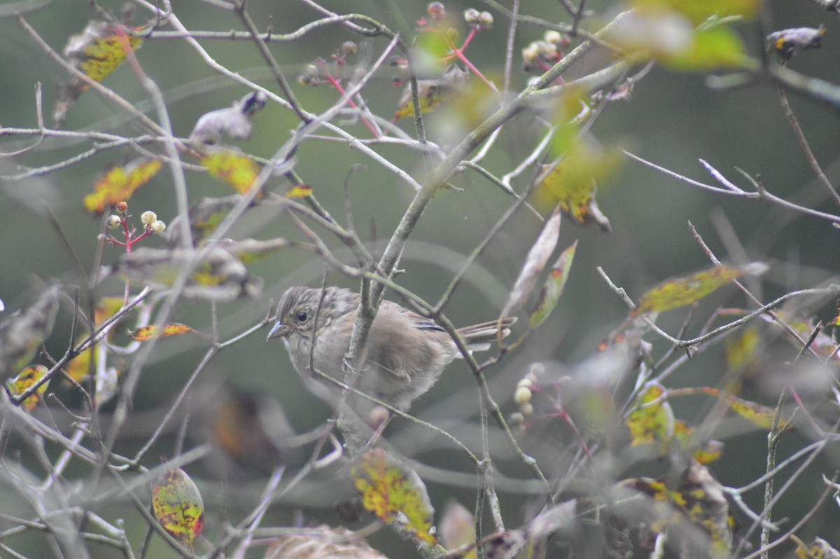 Song Sparrow - ML623906688