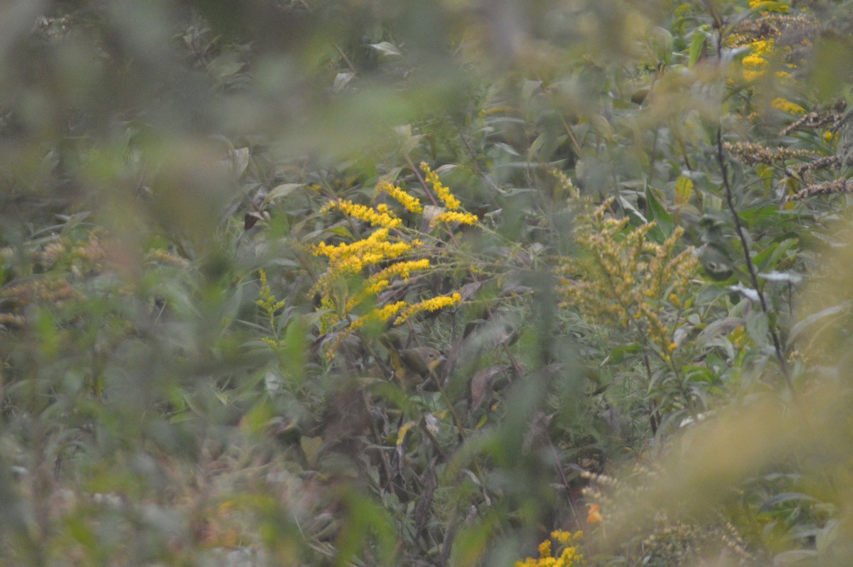 Common Yellowthroat - ML623906695