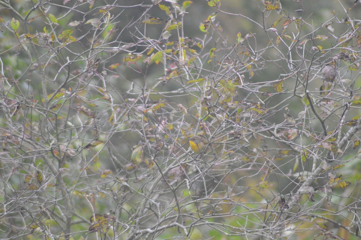 Common Yellowthroat - ML623906702