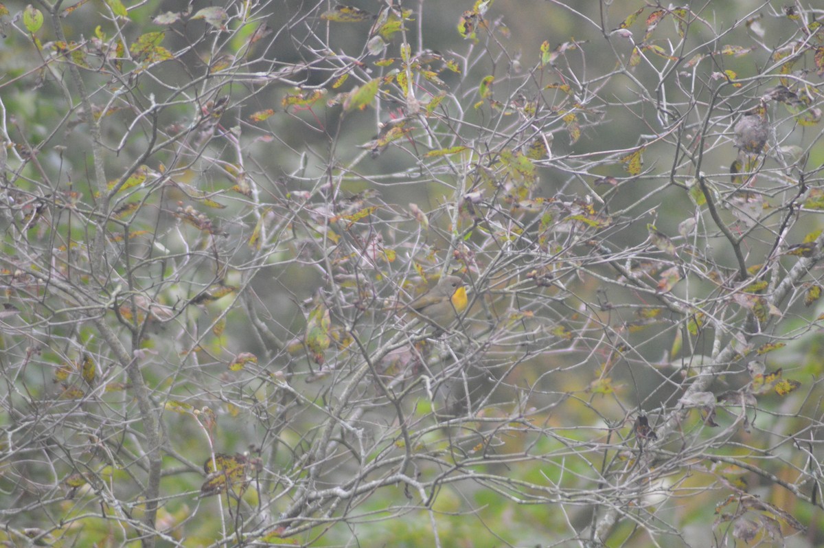 Common Yellowthroat - ML623906703