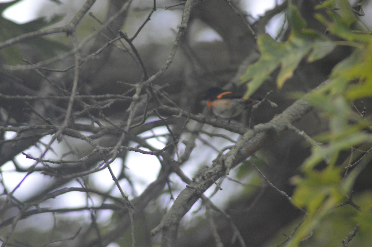 American Redstart - Aaron Bierly