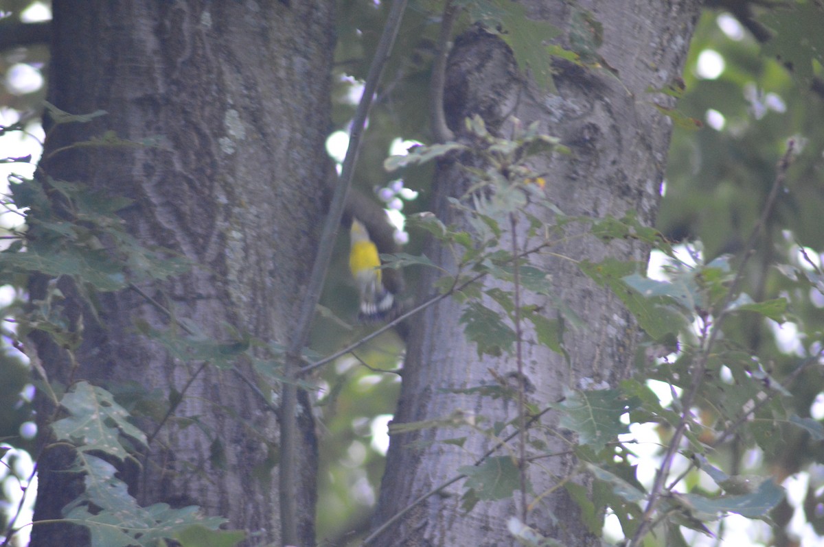 Magnolia Warbler - ML623906712