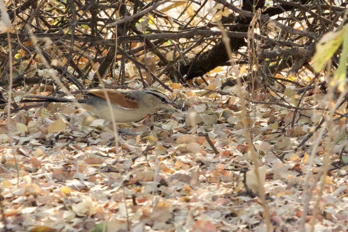 Brown-crowned Tchagra - ML623906716