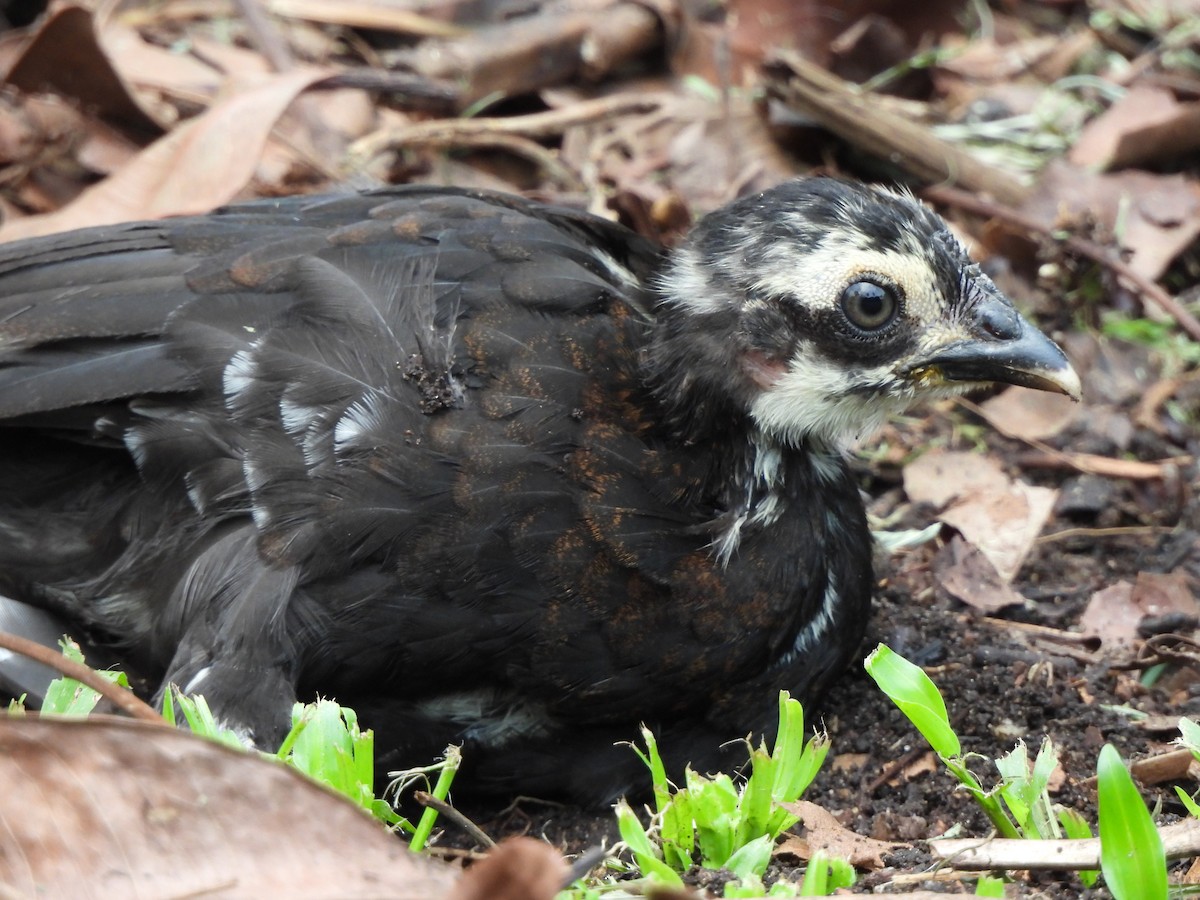 Red Junglefowl (Domestic type) - ML623906733