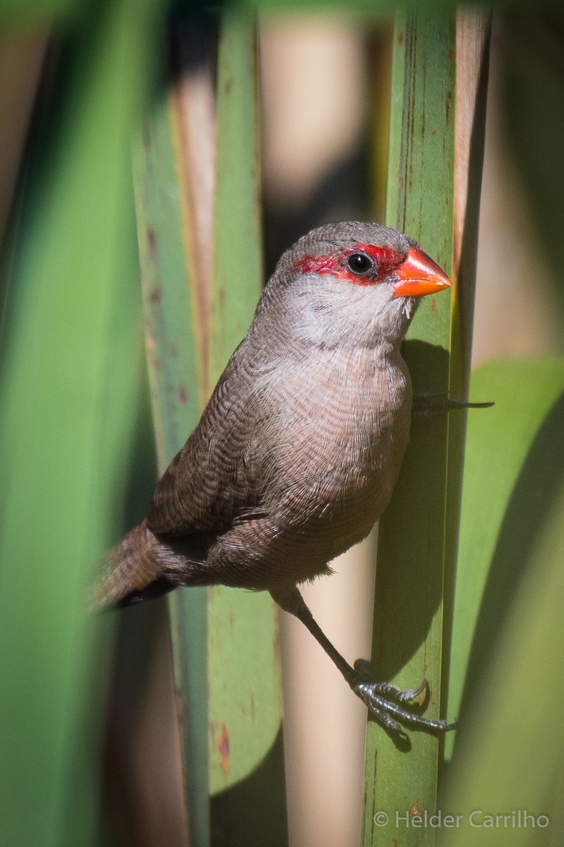 Common Waxbill - ML623906741