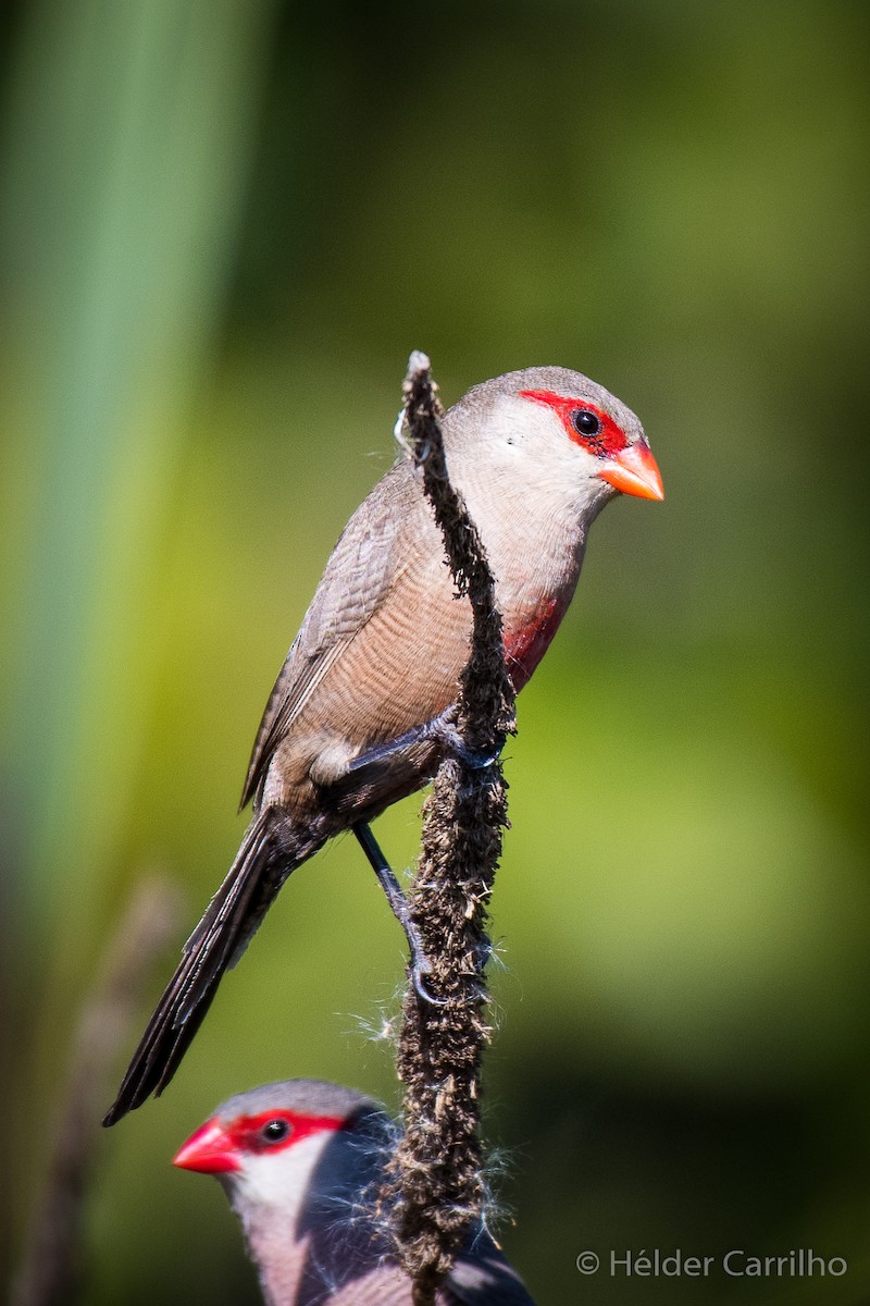 Common Waxbill - ML623906742