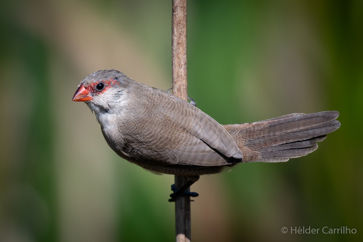 Common Waxbill - ML623906744