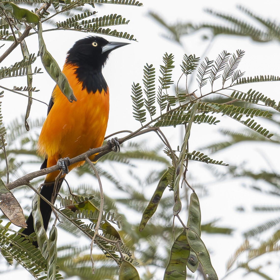 Oriole des campos - ML623906762