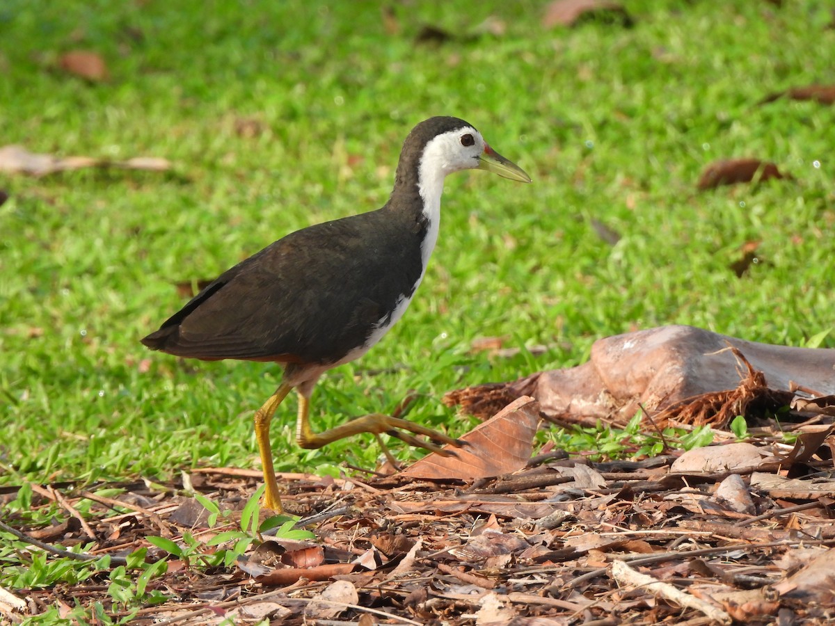 White-breasted Waterhen - ML623906774