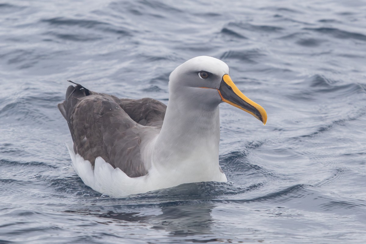 Bulleralbatros - ML623906776