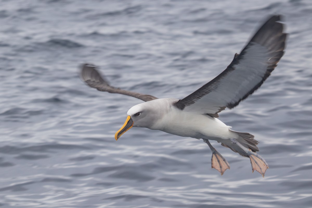 Buller's Albatross - Ramit Singal