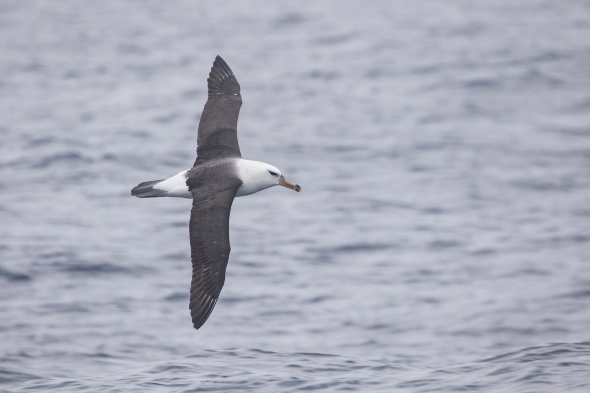 Schwarzbrauenalbatros (Campbellalbatros) - ML623906780