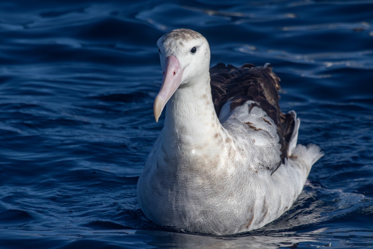 Snowy Albatross - ML623906808