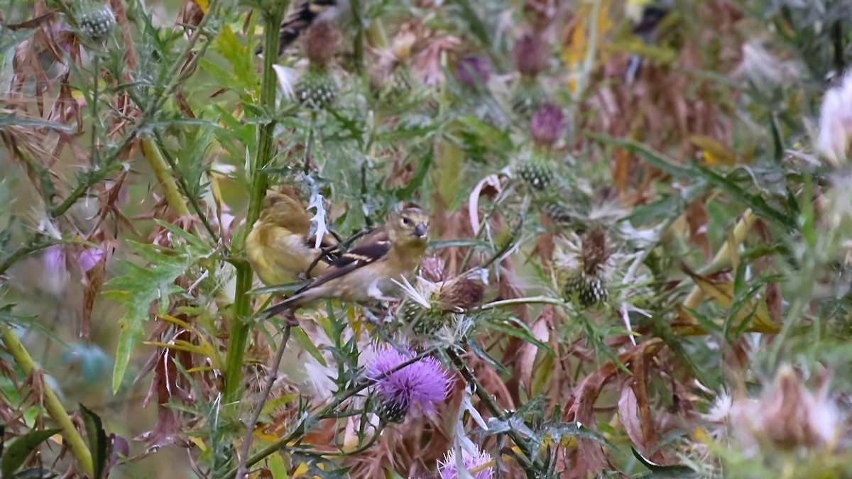 American Goldfinch - Ian Lynch