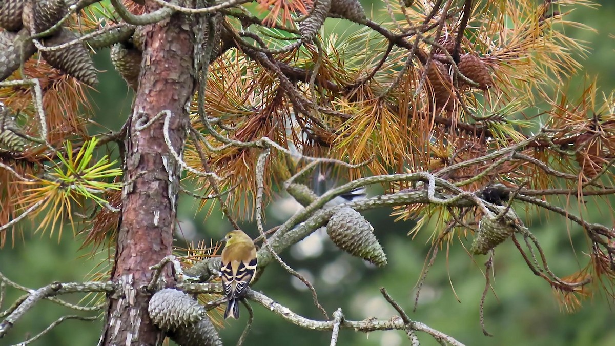 American Goldfinch - ML623906828