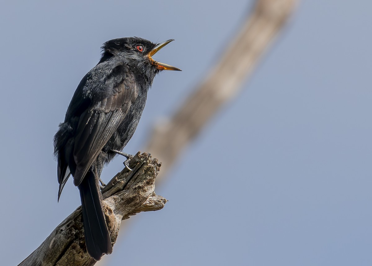 Velvety Black-Tyrant - ML623906848