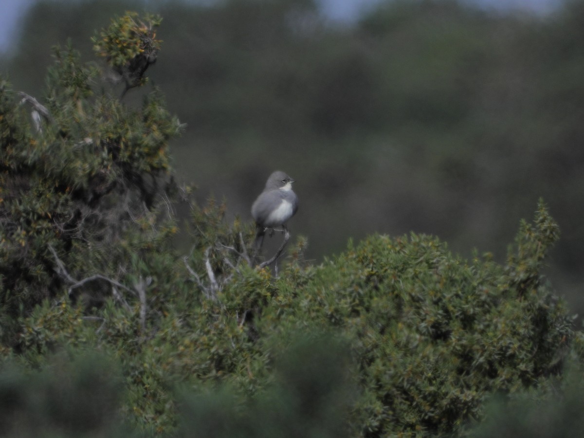 Diuca Finch - Ignacio Gutierrez Galvan