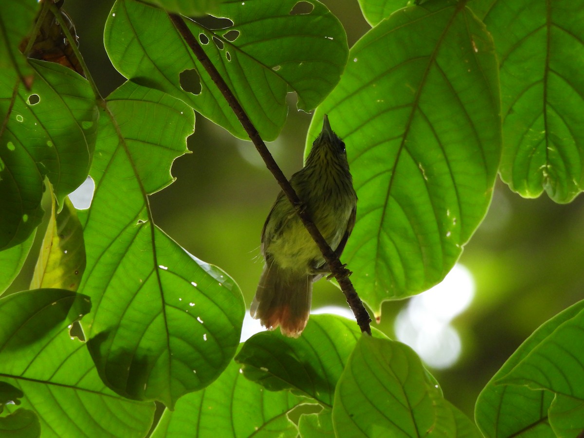 Pin-striped Tit-Babbler - ML623906852