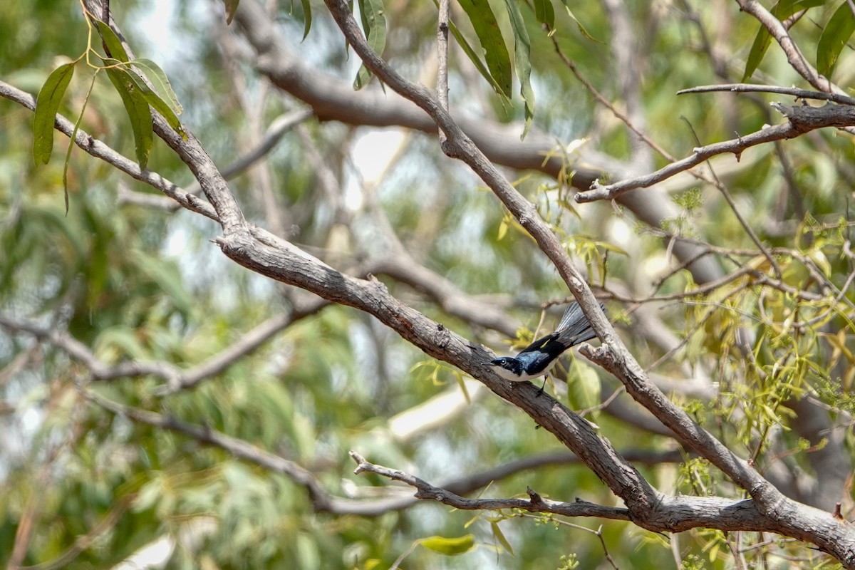 Paperbark Flycatcher - ML623906880